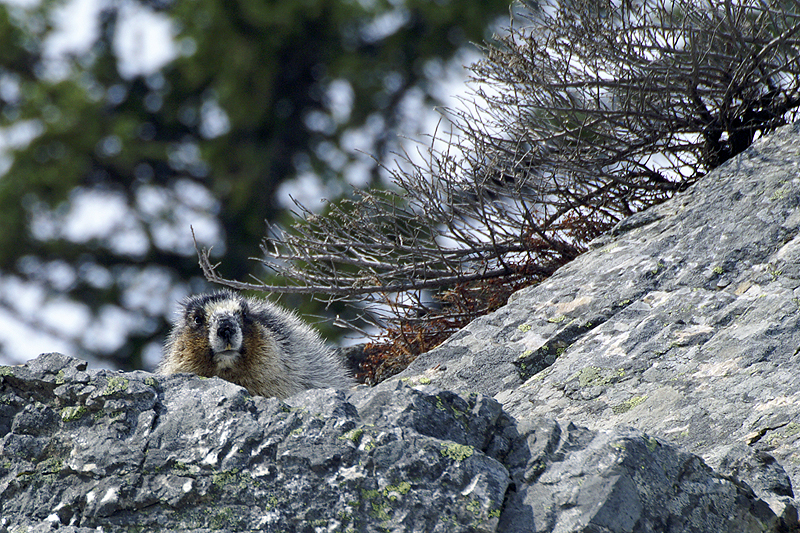 Photo marmotte des Rocheuses