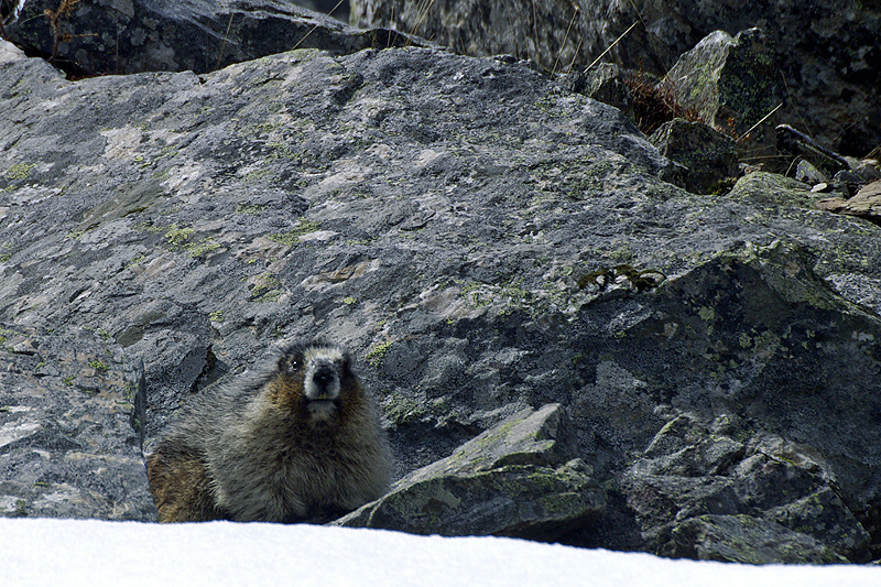 Photo marmotte des Rocheuses