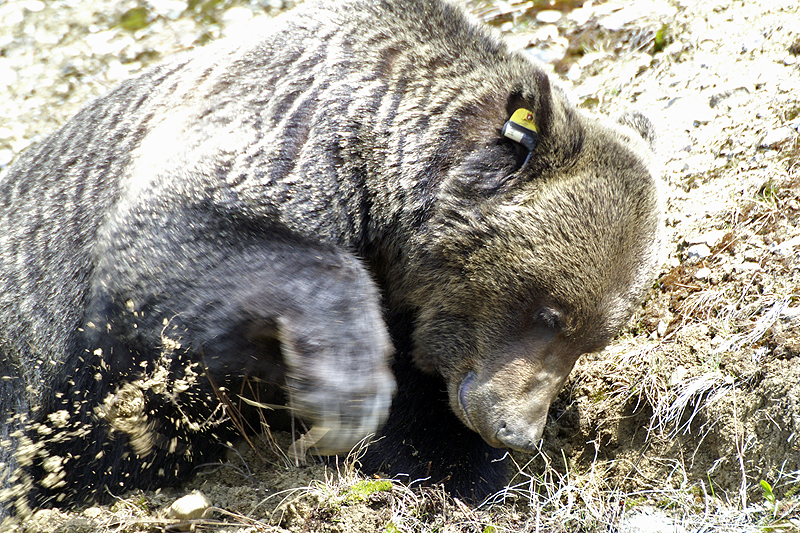 Photo ours brun grizzly