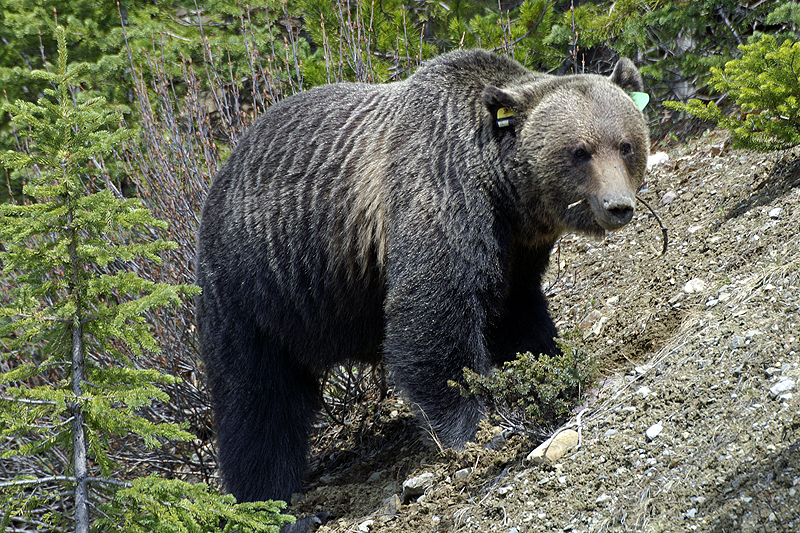 Photo ours brun grizzly