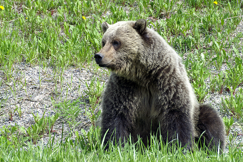 Photo ours brun grizzly