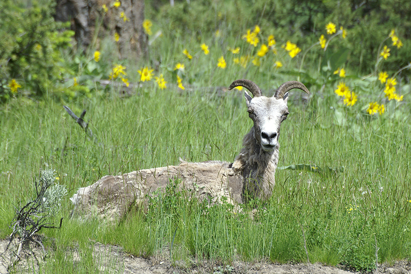 Photo mouflon d