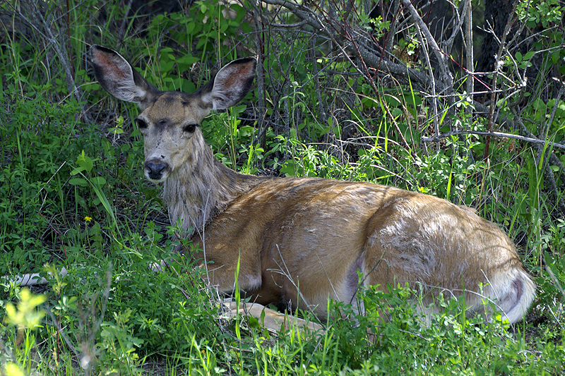 Photo cerf mulet