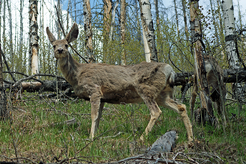 Photo cerf mulet