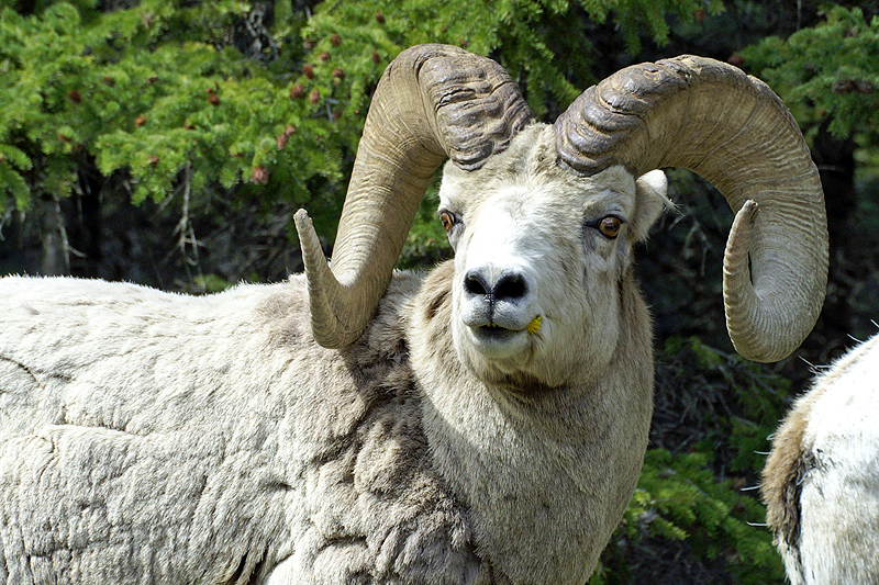 Photo mouflon d