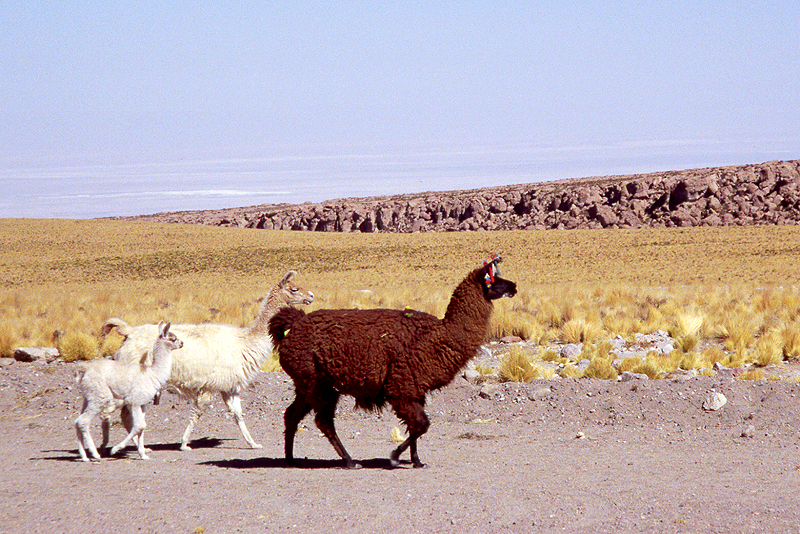 [q]San Pedro de Atacama[q]