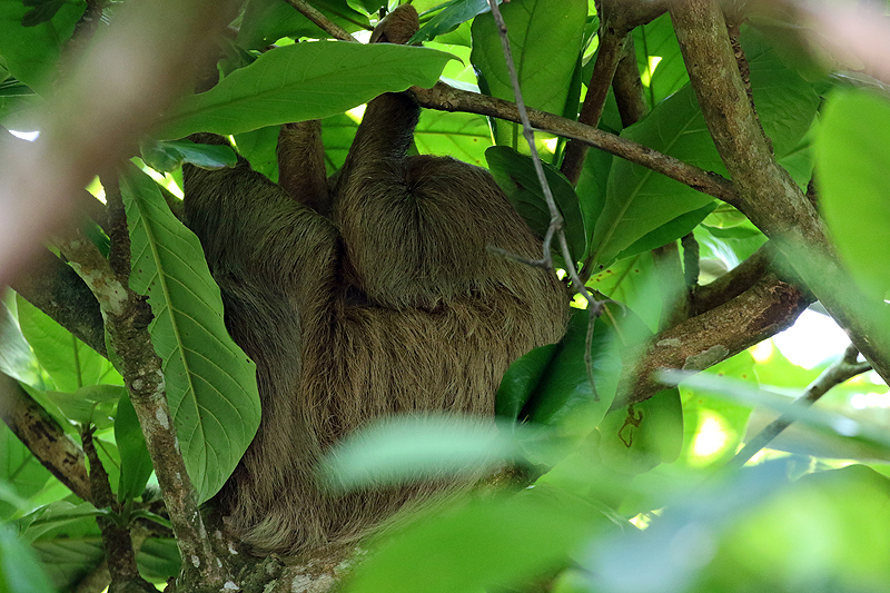 Réserve de Pacuare