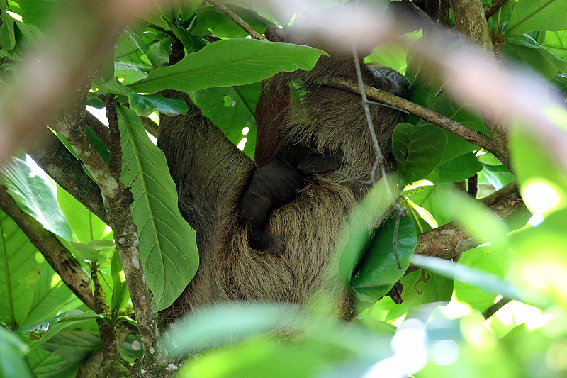 Réserve de Pacuare