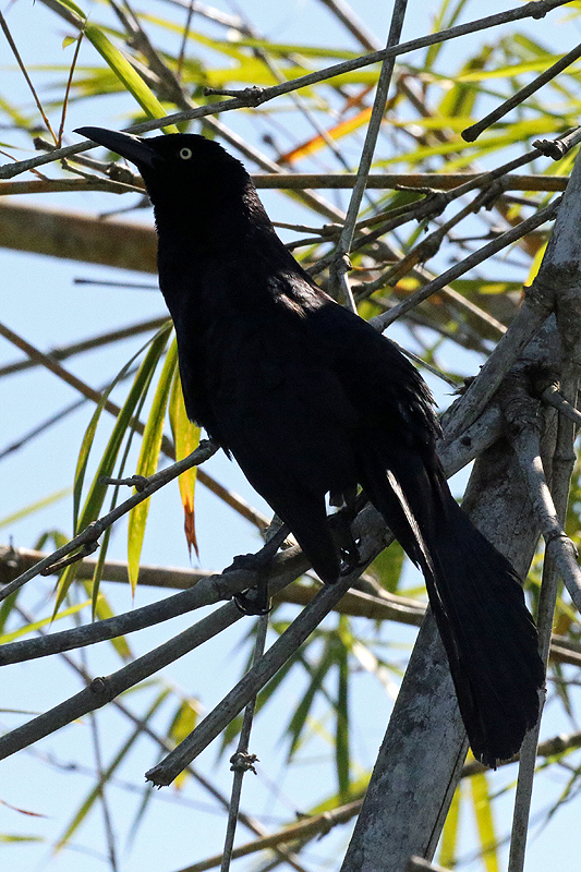Mangrove de Sierpe
