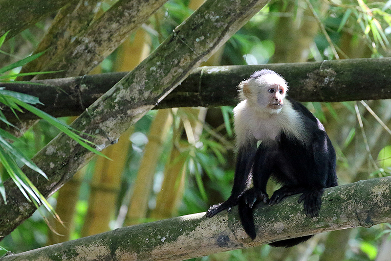 Mangrove de Sierpe