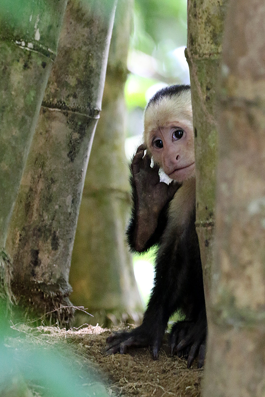 Mangrove de Sierpe