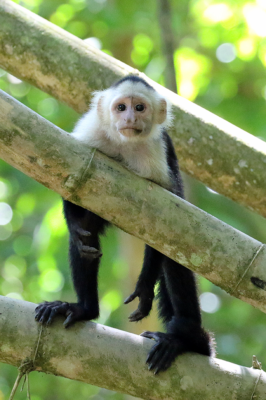 Mangrove de Sierpe