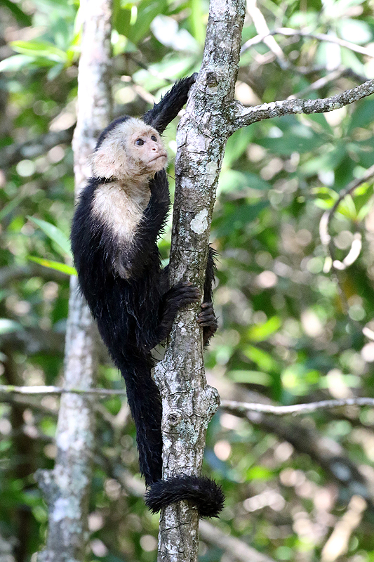 Mangrove de Sierpe