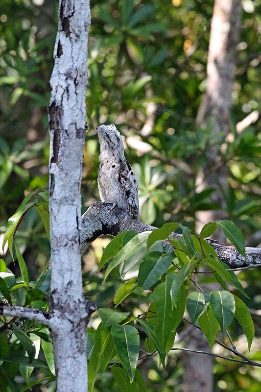 Mangrove de Sierpe