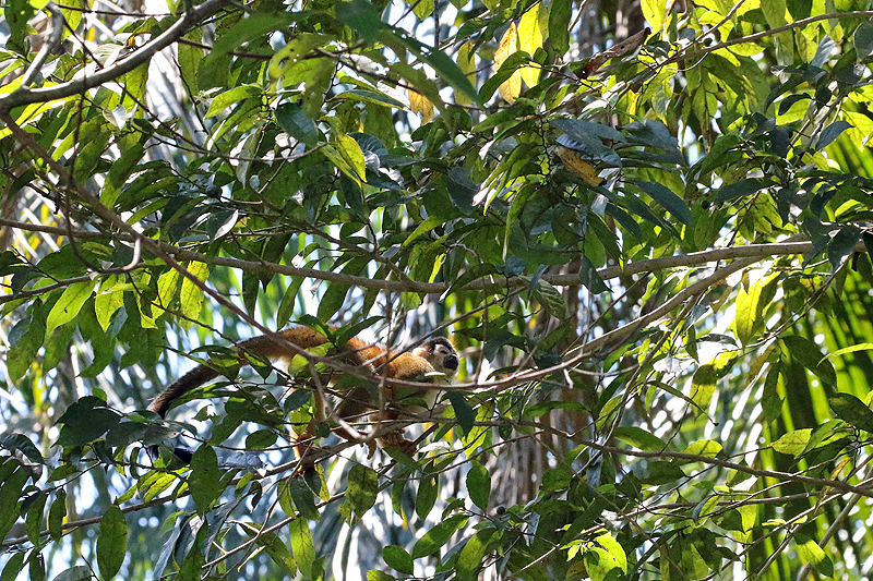 Mangrove de Sierpe