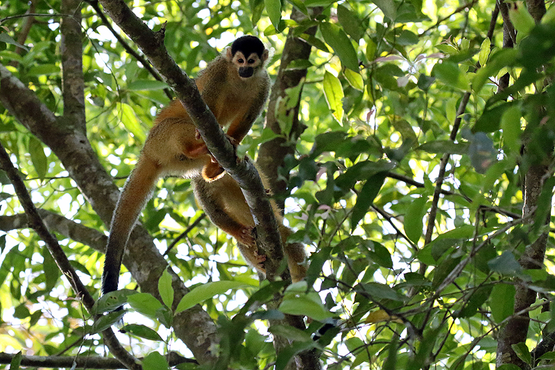 Mangrove de Sierpe