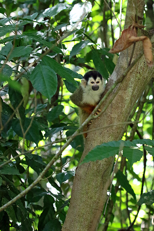 Mangrove de Sierpe