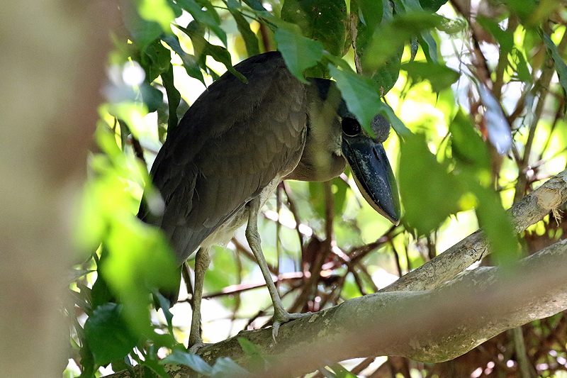 Mangrove de Sierpe