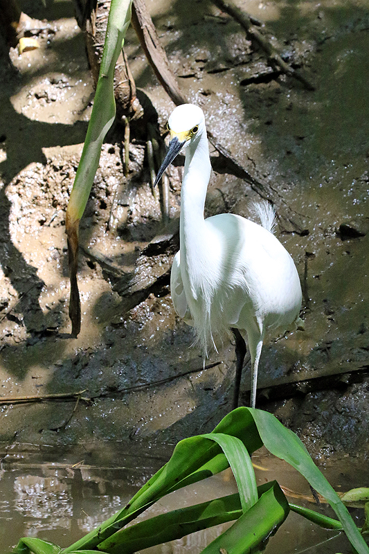 Mangrove de Sierpe