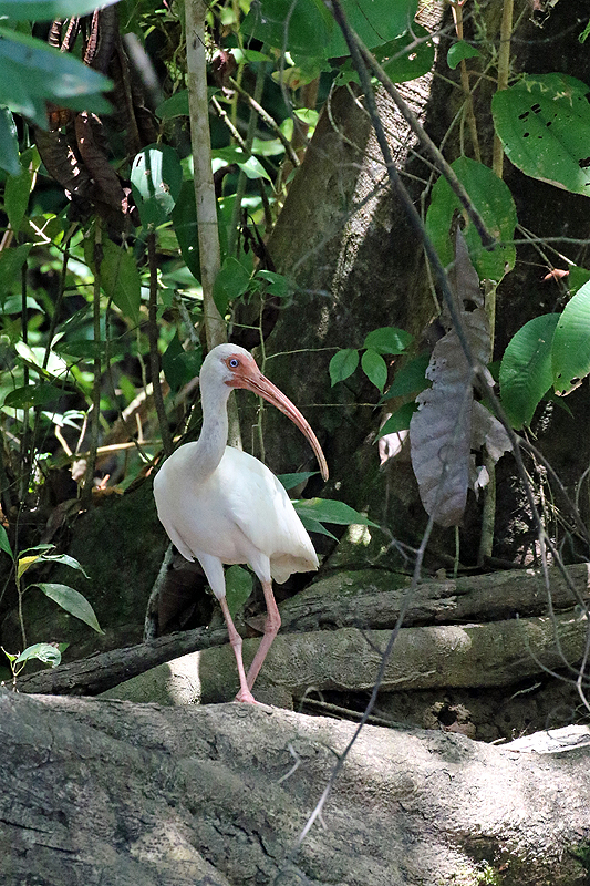 Mangrove de Sierpe