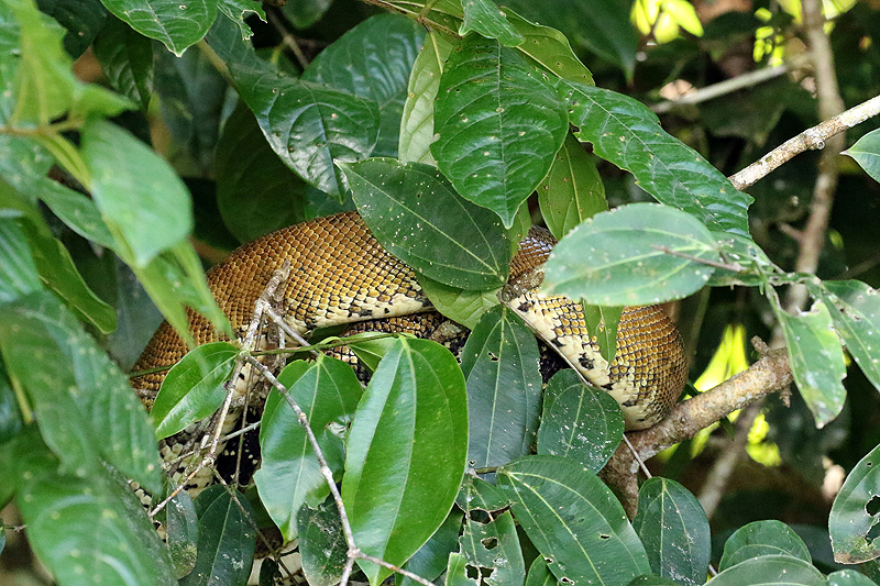 Mangrove de Sierpe