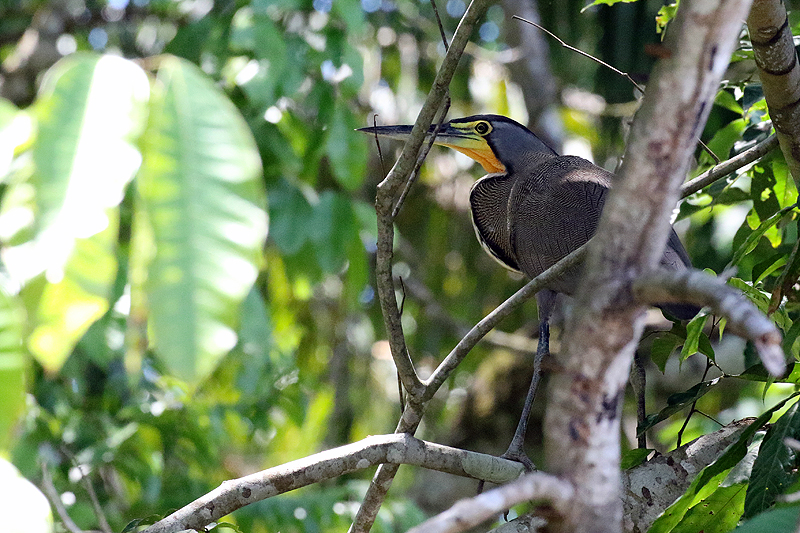 Mangrove de Sierpe