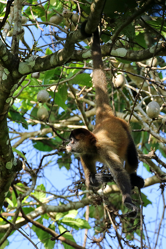 Réserve de Pacuare