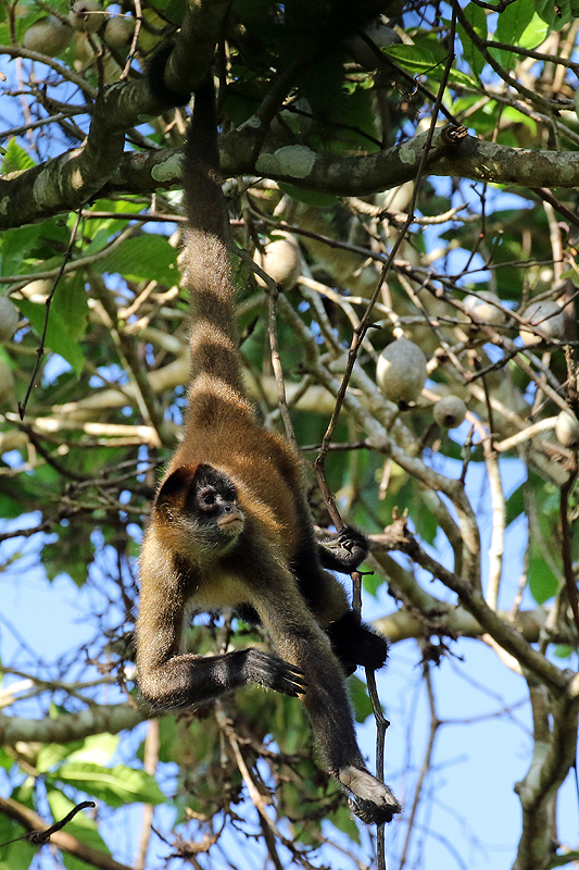 Réserve de Pacuare