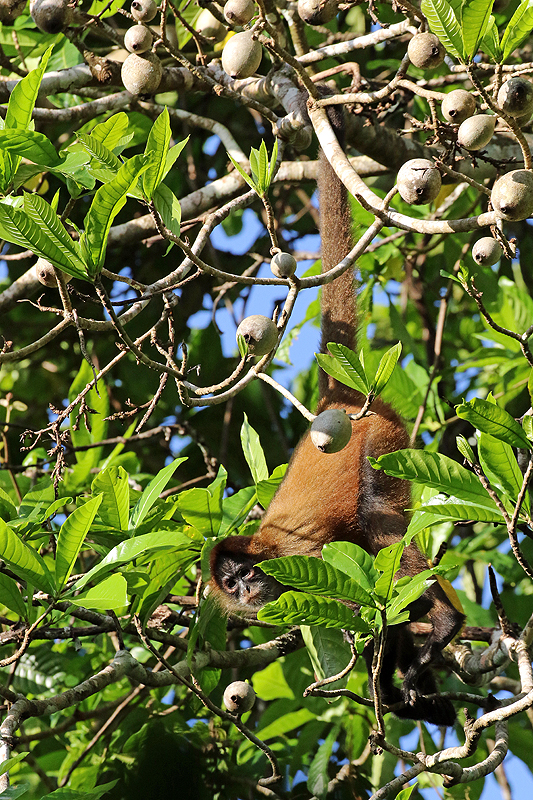 Réserve de Pacuare