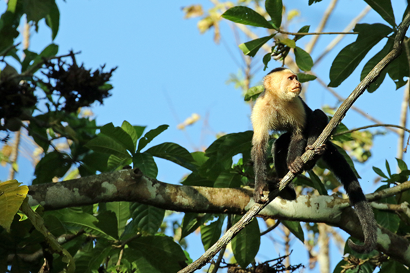 Réserve de Pacuare