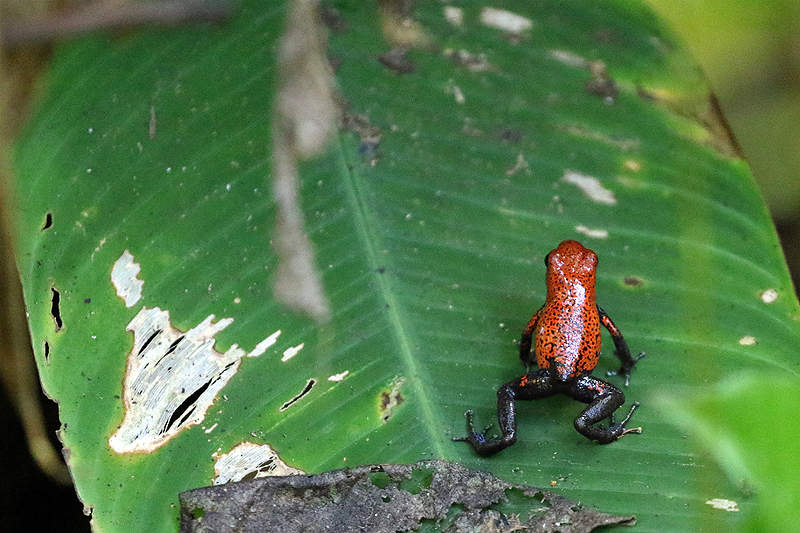 Réserve de Pacuare