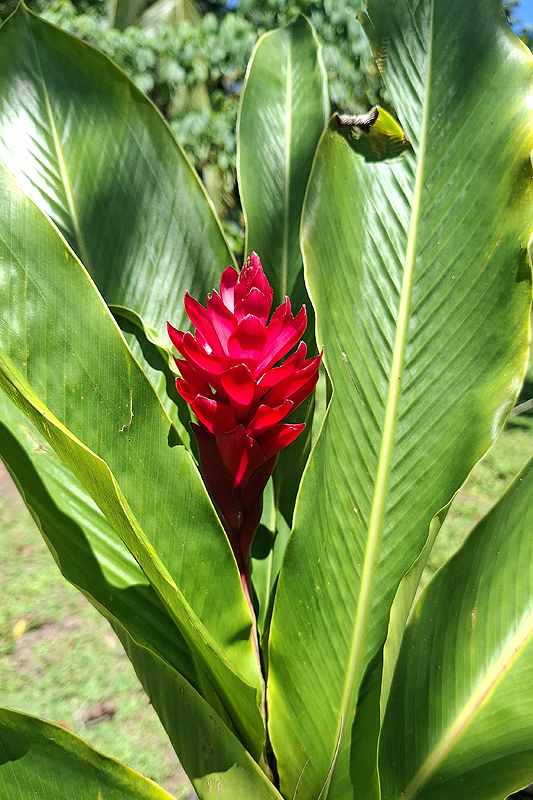 Réserve de Pacuare