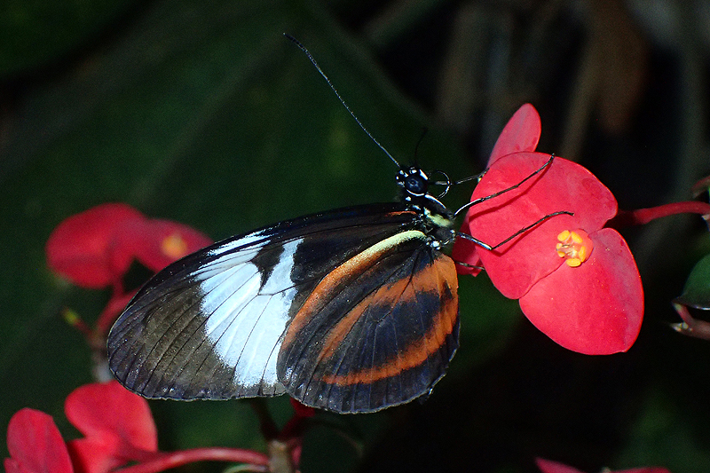 Jardin des papillons de Monteverde