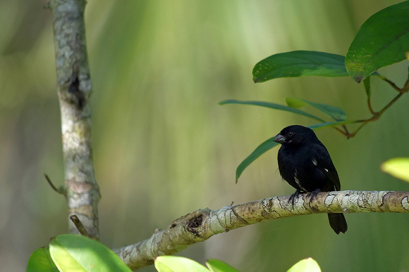 Réserve de Pacuare