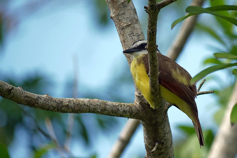 Réserve de Pacuare