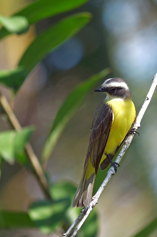 Réserve de Pacuare