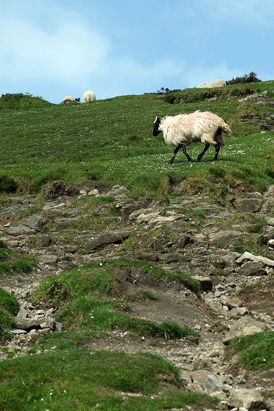 Comté de Sligo