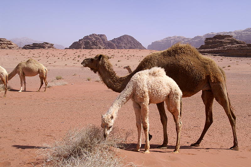 Wadi Rum