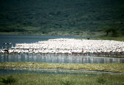 Lac Bogoria