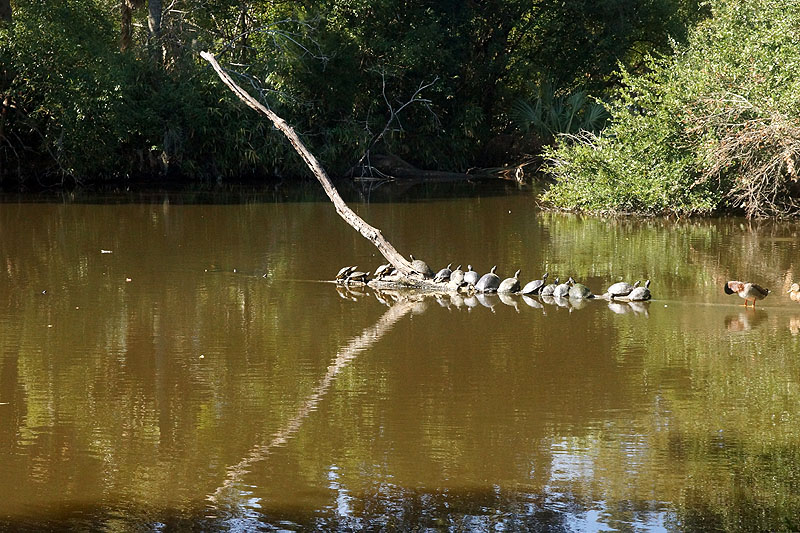 Nouvelle-Orléans