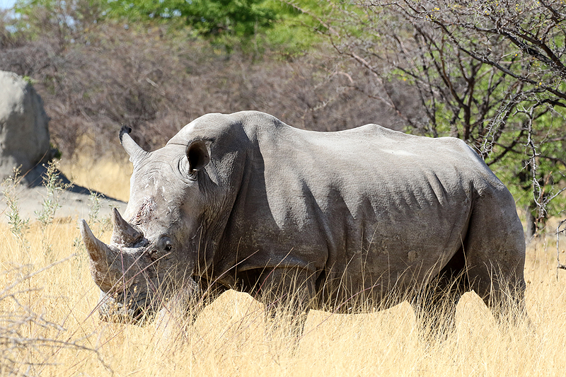 Photo rhinocéros