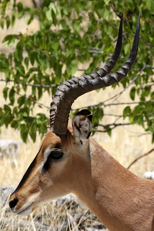 Photo impalas