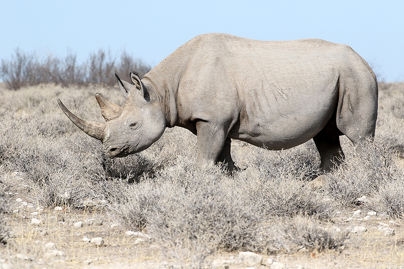 Photo rhinocéros
