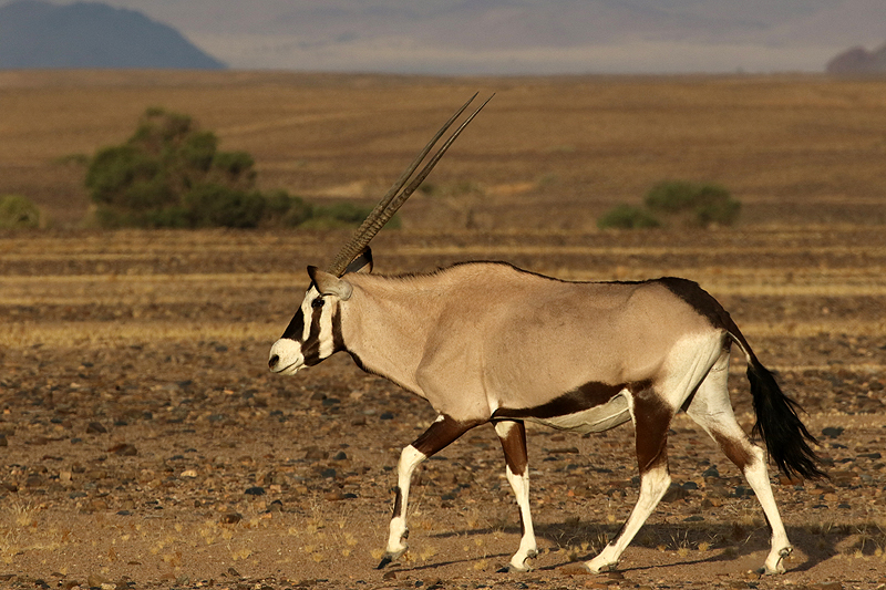 Photo oryx