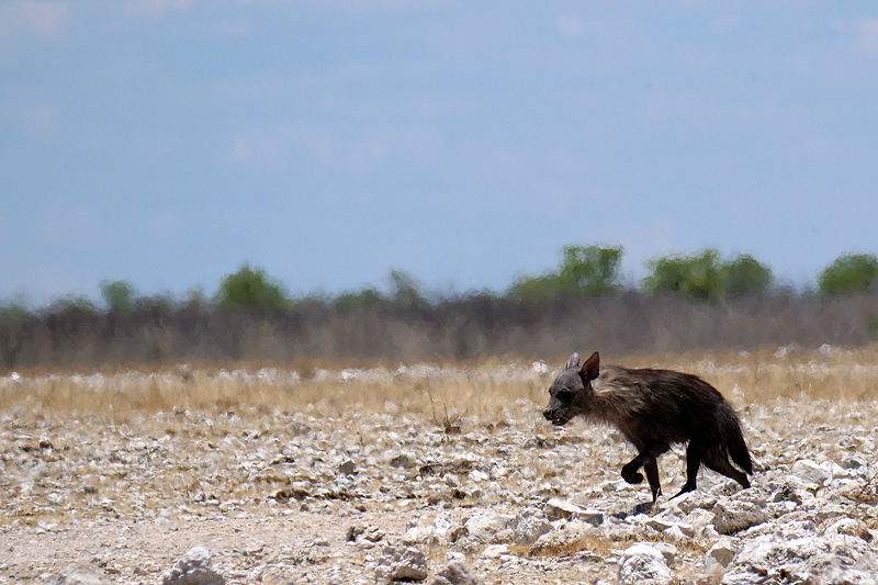 Photo hyène brune
