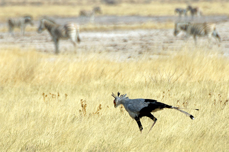 Etosha - Environs d Okaukuejo