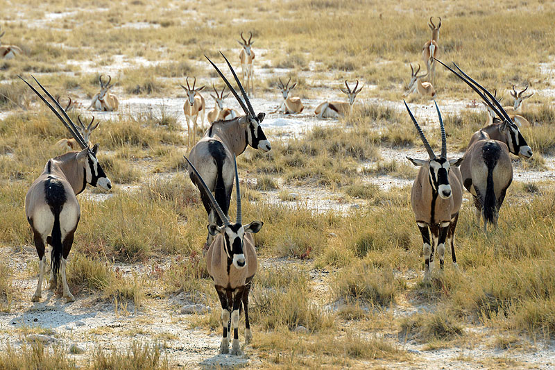 Etosha - Environs d Okaukuejo