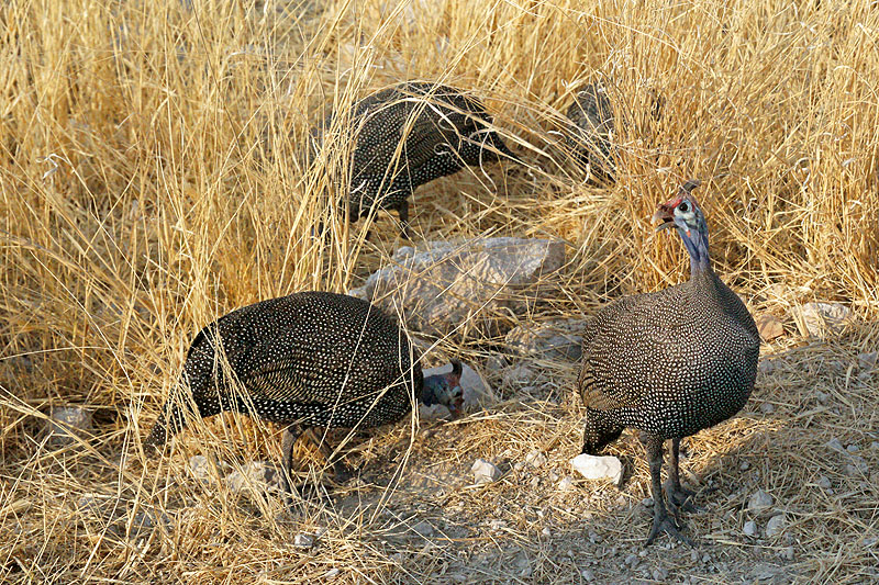 Etosha - Environs d Okaukuejo