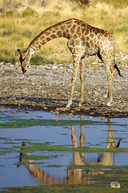 Etosha - Environs d Okaukuejo