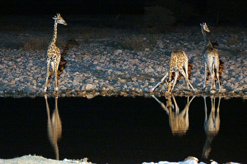 Etosha - Environs d Okaukuejo